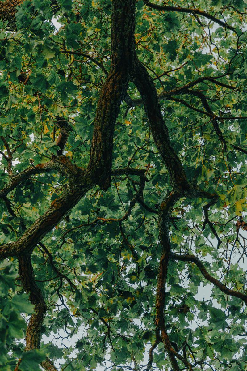Featured image of post Git Branching Strategies