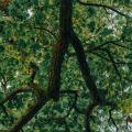 Git Branching Strategies